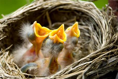 鳥巢怎麼處理|鳥巢幼鳥救傷指南 Bird Nest Nestling Rescue Guidelines